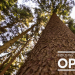B.C.’s Forest Sector Calls for Immediate Provincial Action as Industry Crisis Deepens