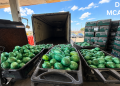 DEA seizes more than 2,000 pounds of meth hidden in South Texas cabbage shipment
