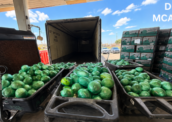 DEA seizes more than 2,000 pounds of meth hidden in South Texas cabbage shipment