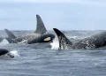 Climate groups step up pressure over proposed major-project rules and Southern Resident Orcas