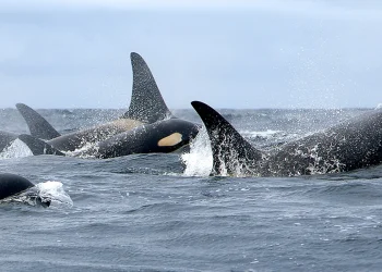 Climate groups step up pressure over proposed major-project rules and Southern Resident Orcas