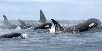 Climate groups step up pressure over proposed major-project rules and Southern Resident Orcas