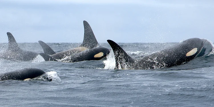 Climate groups step up pressure over proposed major-project rules and Southern Resident Orcas