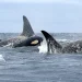 Climate groups step up pressure over proposed major-project rules and Southern Resident Orcas