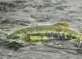 Ottawa Invests $50 Million in Three New B.C. Salmon Hatcheries