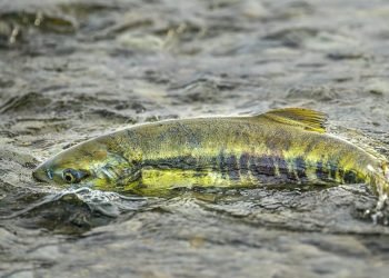 Ottawa Invests $50 Million in Three New B.C. Salmon Hatcheries