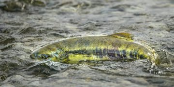 Ottawa Invests $50 Million in Three New B.C. Salmon Hatcheries