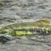 Ottawa Invests $50 Million in Three New B.C. Salmon Hatcheries