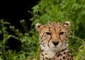 Pink Cheetah, TQL clash as broker transparency rule moves closer