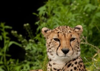 Pink Cheetah, TQL clash as broker transparency rule moves closer