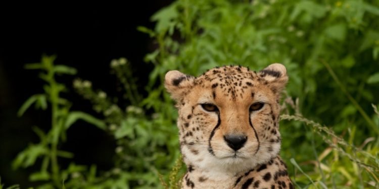 Pink Cheetah, TQL clash as broker transparency rule moves closer