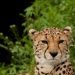 Pink Cheetah, TQL clash as broker transparency rule moves closer