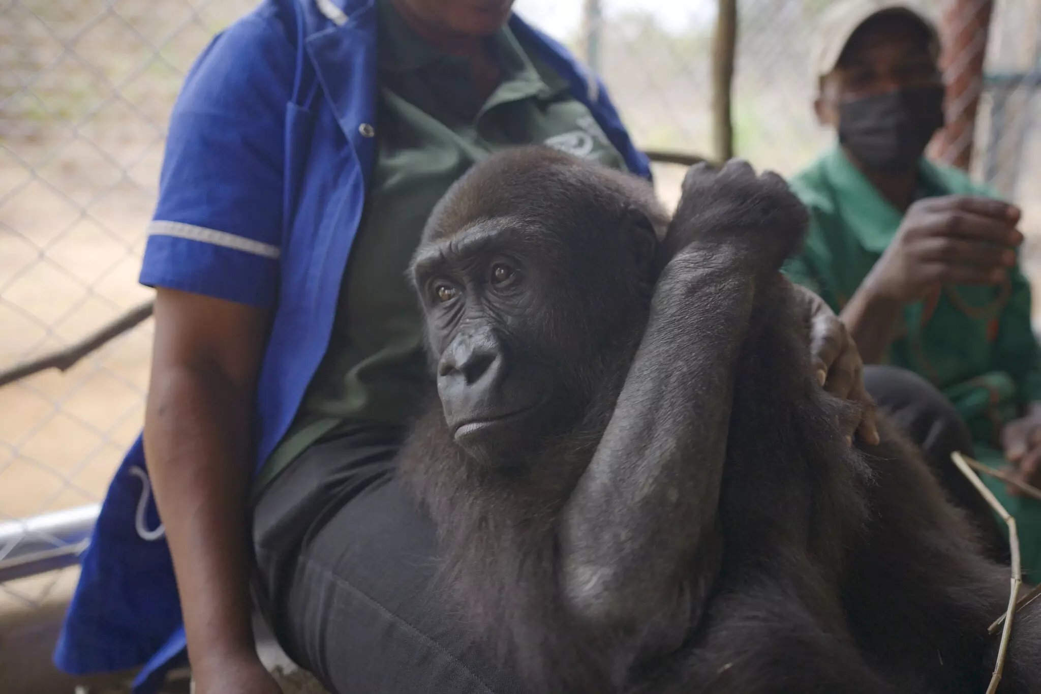Bili the rescued gorilla during her relocation from Nigeria to the Republic of Congo