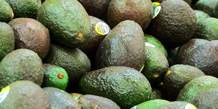 Mexican Avocado Imports Drive $641.5 Million in U.S. Trucking and Warehousing Activity