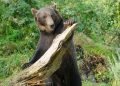Etihad Cargo helps bring two rescued brown bears to a new life in Ireland