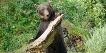 Etihad Cargo helps bring two rescued brown bears to a new life in Ireland