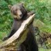 Etihad Cargo helps bring two rescued brown bears to a new life in Ireland