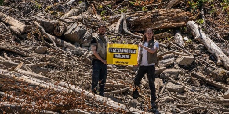 Greenpeace challenges Ikea over wood sourcing and threats to Europe’s forests