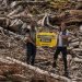 Greenpeace challenges Ikea over wood sourcing and threats to Europe’s forests