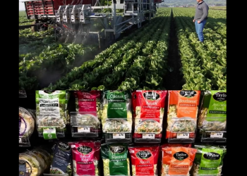 Taylor Farms suspends seasonal lettuce sourcing in central Mexico after Cyclospora outbreak